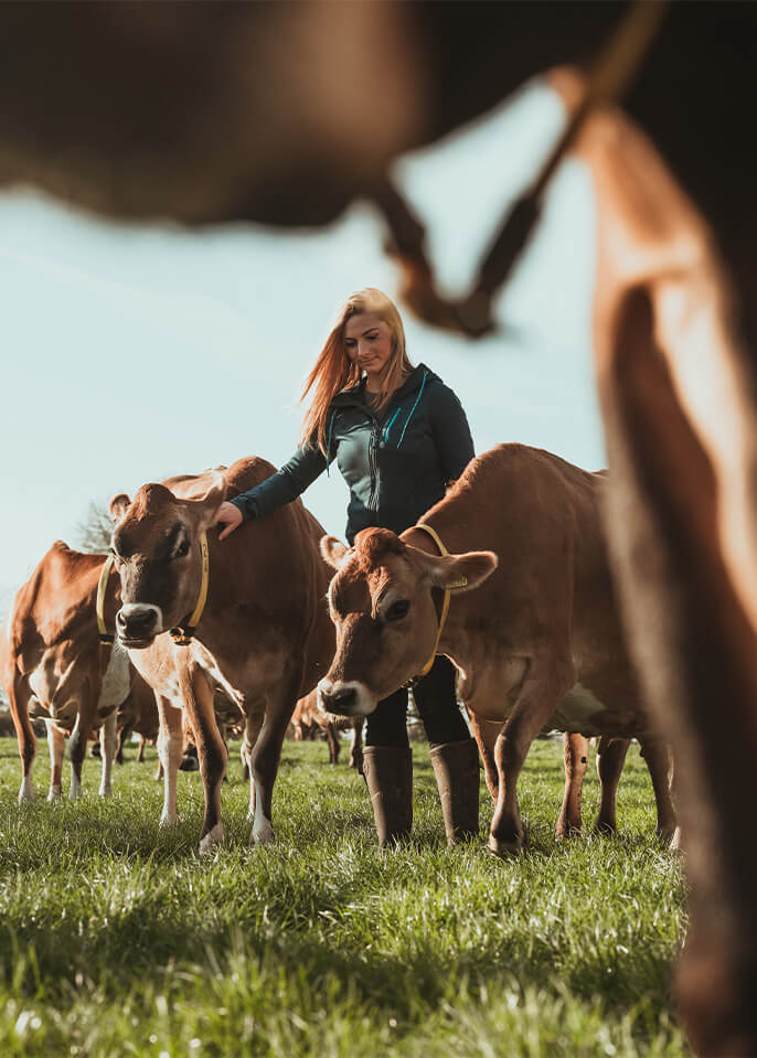 person petting cows in a field