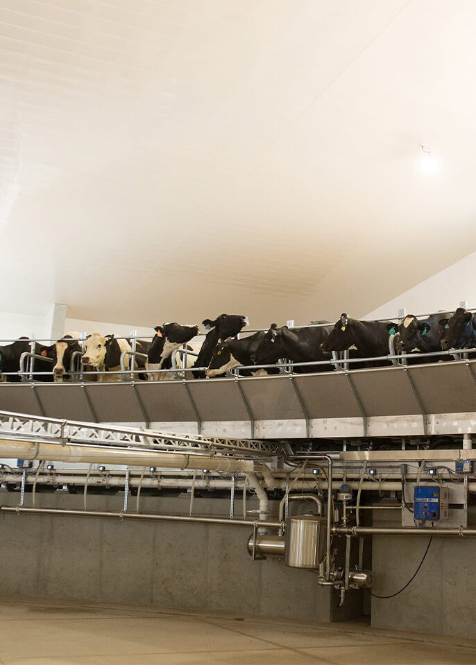 cows inside a milking shed
